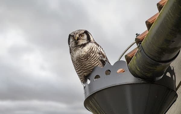 Zwierzęta na stropodachu