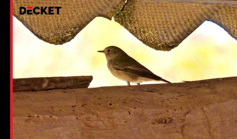 Mały ptak siedzący pod dachem, przykład zwierząt gnieżdżących się w konstrukcji dachowej.